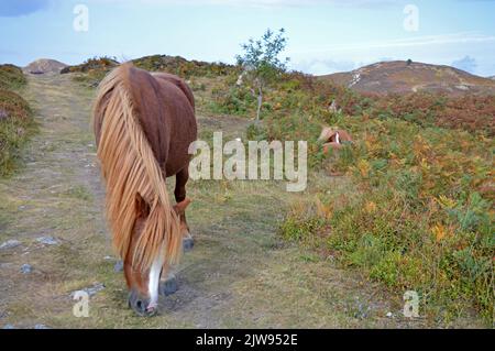 Carneddau Ponys auf dem Conwy Mountain Stockfoto