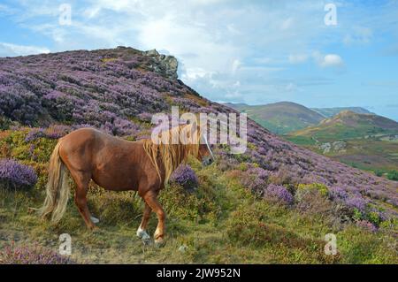 Carneddau-Pony auf dem Conwy-Berg Stockfoto