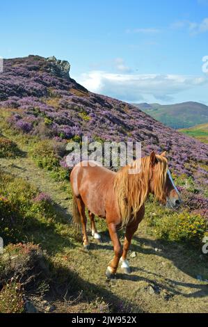 Carneddau-Pony auf dem Conwy-Berg Stockfoto