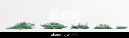 3D Abbildung des Satzes juniperus horizontalis Baum isoliert auf weißem Hintergrund Stockfoto