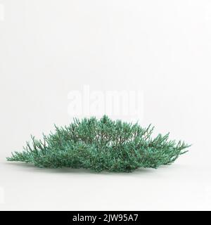 3D Illustration des juniperus horizontalis Baumes auf weißem Hintergrund isoliert Stockfoto