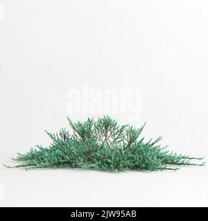 3D Illustration des juniperus horizontalis Baumes auf weißem Hintergrund isoliert Stockfoto