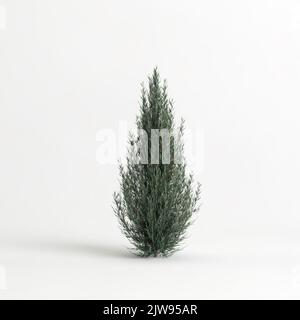 3D Illustration von juniperus scopulorum wichita blauem Baum isoliert auf weißem Hintergrund Stockfoto