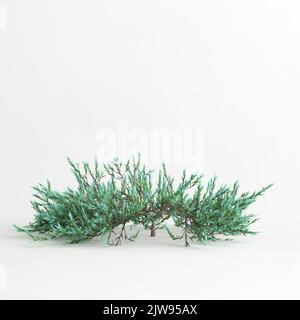 3D Illustration des juniperus horizontalis Baumes auf weißem Hintergrund isoliert Stockfoto