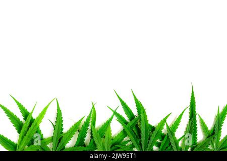 Cannabisblätter isoliert auf weißem Hintergrund sind die Blätter der Cannabispflanze reich an Antioxidantien, Polyphenolen und Antibiotika sowie an Krebs Stockfoto