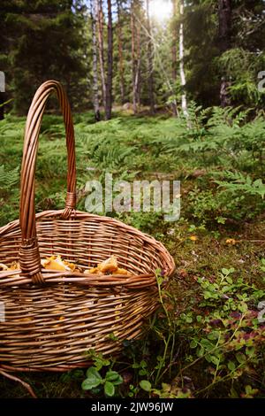 Korb mit Pfifferlinge Pilze. Konzept der Pilzernte im Freien im Wald an schönen Herbsttag. Foto aufgenommen in Schweden. Stockfoto