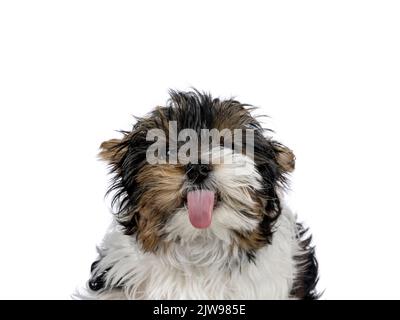 Kopfaufnahme eines niedlichen kleinen Hundes mit einer Linse mit rosa Zunge. Isoliert auf weißem Hintergrund. Stockfoto