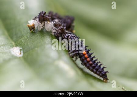 Larve des Harlekin Marienkäfer (Harmonia axyridis), der eine weitere Larve derselben Art frisst, die gerade geschlüpft ist - kannibalistisches Verhalten, Großbritannien Stockfoto