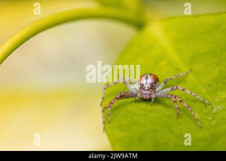 Laufende Krabbenspinne (Philodromus c.f. cespitum) auf dem Blatt einer Stern-Jasminpflanze (Trachelospermum Jasminoides) UK Stockfoto