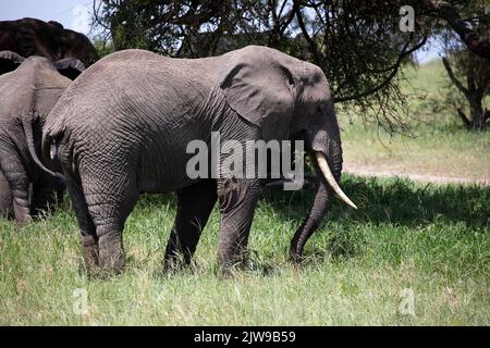 Afrikanische Elefanten (Loxondonta Africana), Tarangire-Nationalpark, Tansania, E-Afrika, von Dembinsky Photo Assoc Stockfoto