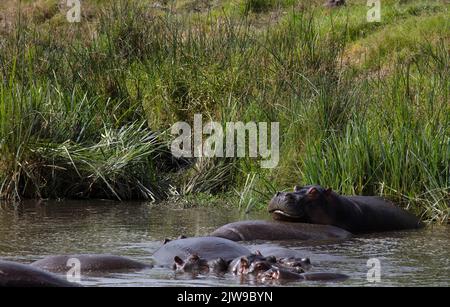 Hippopotamus (Hippopotamus amphibius), Familie im Teich, Krater Ngorongoro, Tansania, E Afrika, Von Dembinsky Photo Assoc Stockfoto