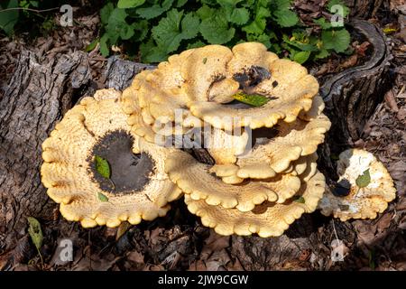 Dryads Saddle Pilzes (Polyporus squamosus), wächst auf einem toten Baum, E USA, von James D Coppinger/Dembinsky Photo Assoc Stockfoto