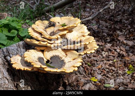 Dryads Saddle Pilzes (Polyporus squamosus), wächst auf einem toten Baum, E USA, von James D Coppinger/Dembinsky Photo Assoc Stockfoto