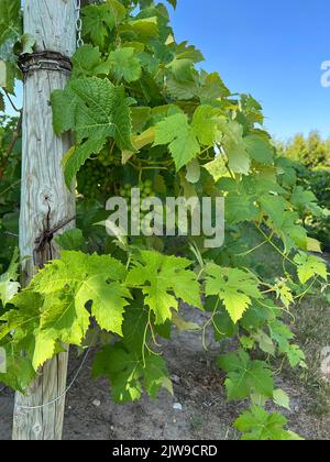 Reifung von Trauben auf Weinreben, Weinberg, Leelanau Peninsula, Lower Michigan, Sommer, USA, von Dembinsky Photo Assoc Stockfoto