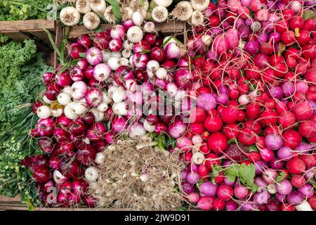 Verschiedene Zwiebelsorten mit Radieschen, Bauernmarkt, E USA, von James D Coppinger/Dembinsky Photo Assoc Stockfoto