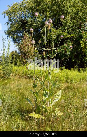 Wilder Teasel, blühend (Dipsacus fullonum), Spätsommer, E USA, von James D. Coppinger/Dembinsky Photo Assoc Stockfoto