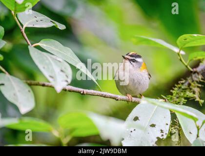 Gewöhnliche Feuerstelle (Regulus ignicapilla), auch bekannt als Feuerstelle, ist ein sehr kleiner Singvögel der Familie der Regulidae. Stockfoto