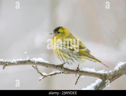 Der eurasische Siskin (Spinus spinus) ist ein kleiner Singvögel aus der Finkenfamilie Fringillidae. Im Winter sitzt ein männlicher gewöhnlicher Siskin auf einem verschneiten Ast. Stockfoto