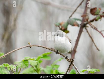 Der kleine Weißkehlchen (Sylvia curruca) in der Natur. Der kleine Weißgrasmücke (Curruca curuca) ist ein häufiger und weit verbreiteter typischer Waldsänger, der brütet Stockfoto