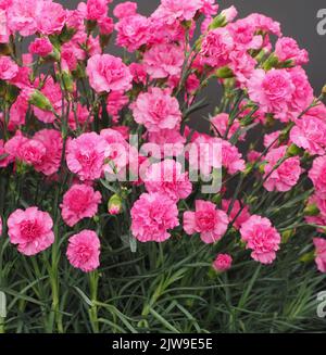 Dianthus Caryophyllus Pink Wizard blüht Stockfoto