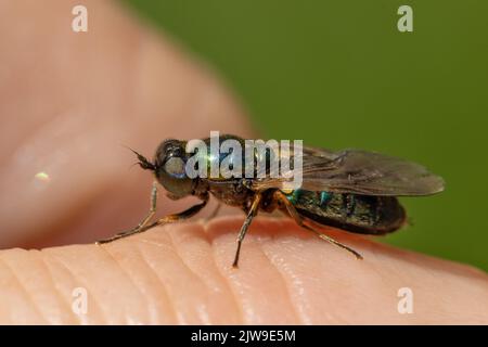 Breites Zenturion (Chloromyia formosa), das auf einem menschlichen Finger ruht, Großbritannien Stockfoto