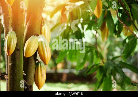 Eine Gruppe von gelben Kakaoschoten hängt an einem Baum mit Platz für Kopien Stockfoto