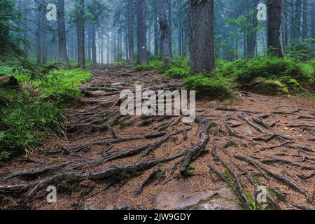 Verzauberter Nebelwald mit gruseligen Baumwurzeln. Mystischer tiefer Wald Stockfoto