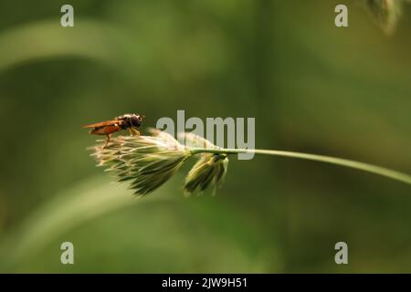 Defokussieren Hausfliege sitzt auf einem langen grünen Weizengras Nahaufnahme Makro-Shoot. Insektenfliege mit schwarzen Augen und hat dünne Flügel auf grünen Blättern thront. Stockfoto