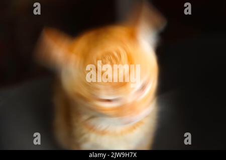 Unschärfe-Effekt verwischter roter Katzenkopf. Emotionen, Stress, Wahnsinn Konzept. Verrücktes schreiendes Tier, das sich die Haare rinnt und mit geschlossenen Augen schreit. Schwarzer Hintergrund. O Stockfoto