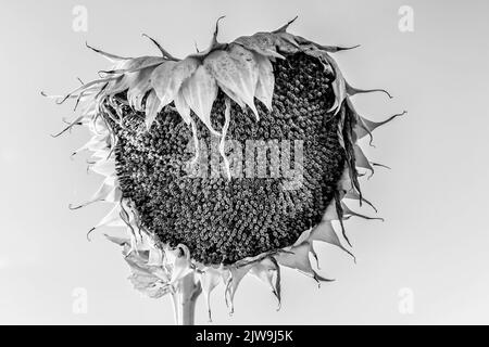 Nahaufnahme einer trockenen Sonnenblume im Spätsommer in Schwarz und Weiß Stockfoto