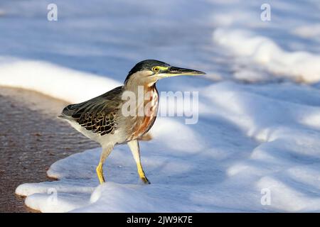 Gestreifte Reiher (Butorides striata), die am Ufer unter dem Meeresschaum fischen Stockfoto