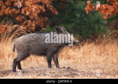 Wildschwein, das im Herbst auf einer Lichtung steht, mit orangefarbenen Blättern im Hintergrund. Stockfoto