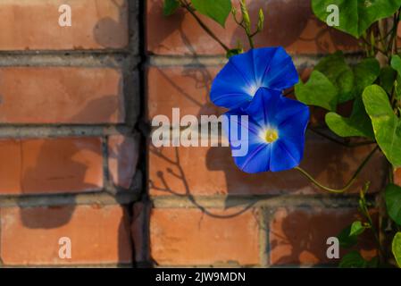 Blauer Stern Ipomoea tricolor Himmlisches BlauMorning Glory Convolvulus Backstein Trichterwinde Zaun wunderschön Stockfoto