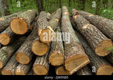 Stämme von gefällten Bäumen liegen auf einem Haufen Stockfoto