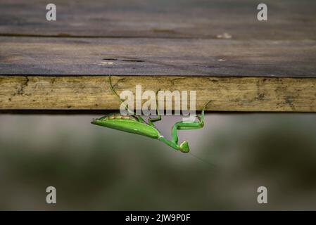 Europäische Mantis, Mantis religiosa, auf einem Ast mit gelbem Moos stehend und im Sommer bei Sonnenuntergang in die Kamera schauend. Tiere in der Natur. Grün Stockfoto