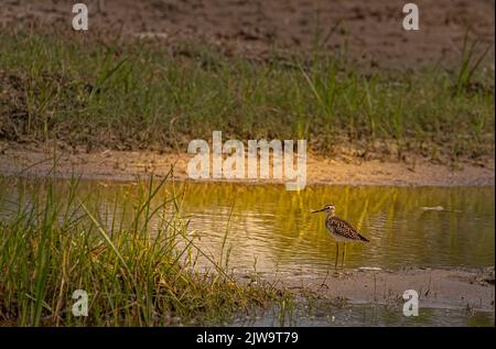 Ein Sandpiper im nassen Land auf der Suche nach Nahrung Stockfoto