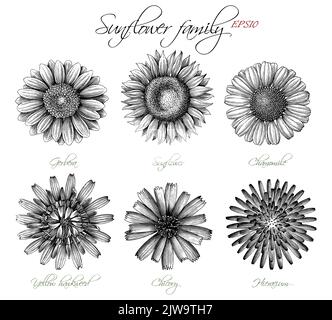 Sonnenblume Familie botanische Hand zeichnen Vintage Gravur Stil Stock Vektor