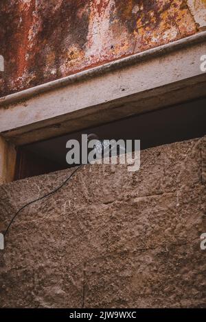Taube ruht auf der Baustelle Stockfoto
