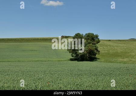 Ein einsamer Baum, der auf einem grünen Feld steht, mit einem klaren blauen Himmel darüber Stockfoto
