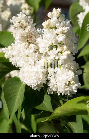Die vertikale Nahaufnahme eines gemeinen Flieders, der unter dem Sonnenlicht blüht Stockfoto