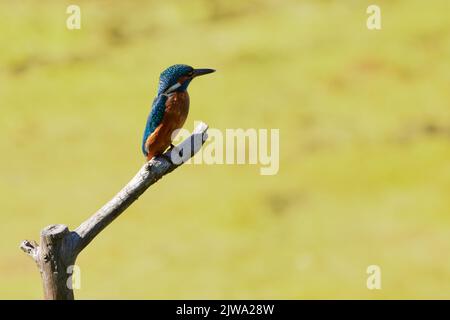 Eisvögel (Alcedo atthis) auf einem Zweig im Kohlplattenschlag Naturschutzgebiet, Graben-Neudorf, Deutschland. Stockfoto