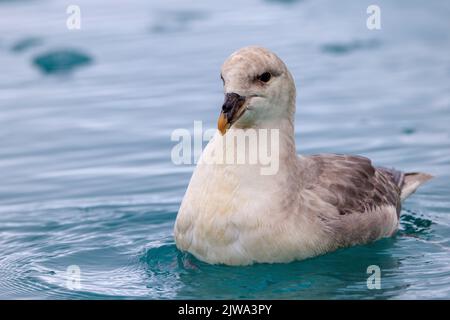 Ein Nordfulmar, der auf einem eisigen, ruhigen Meer in spitzbergen paddelt, zeigt das Bild mit Blick nach vorne, einem markanten Nasenloch Stockfoto