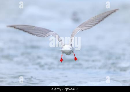 Eine Rückansicht einer Polarseeschwalbe, die gerade über ein eisig vereister See geflogen ist, wurde mit ausgestreckten Flügeln und leuchtend roten Beinen nach unten gestreckt und zeigte Füße mit Webbeet Stockfoto