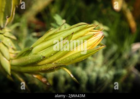 Ungeöffnete Blume Epiphyllum oxypetalum oder Prinzessin der Nacht oder Königin der Nacht. Kaktusblüte. Nahaufnahme Stockfoto