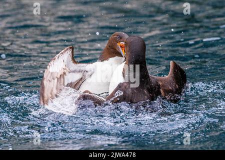 Zwei Brunnich-Guillemots kämpfen wie wütende Vögel, die im ruhigen Meer unter den riesigen Klippen am alkefjellet plantschen Stockfoto