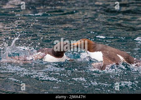 Zwei Brunnich-Guillemots kämpfen wie wütende Vögel, die im ruhigen Meer unter den riesigen Klippen am alkefjellet plantschen Stockfoto