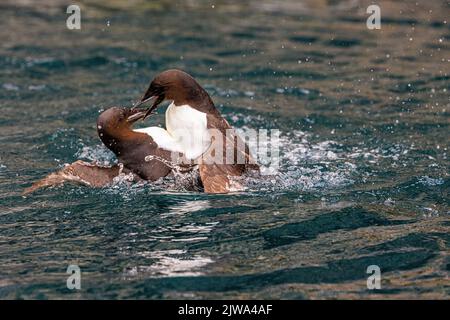 Zwei Brunnich-Guillemots kämpfen wie wütende Vögel, die im ruhigen Meer unter den riesigen Klippen am alkefjellet plantschen Stockfoto