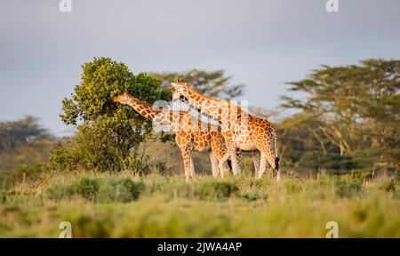 Zwei Giraffen, die sich von hohen Bäumen ernähren Stockfoto