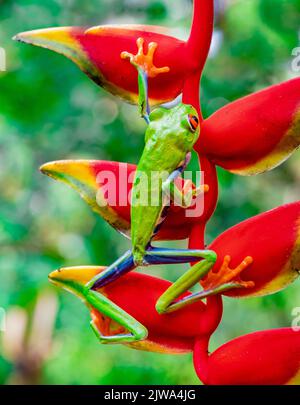 Rot-grüner Baumfrosch zieht sich, während er die rote tropische Blüte, die Helikonia, hinaufklettert Stockfoto