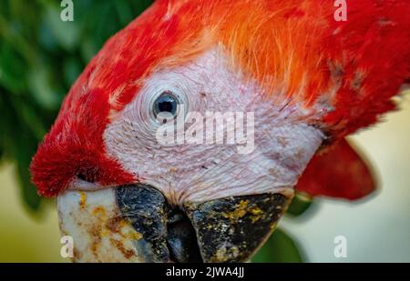 Rote und scharlachrote Aras-Nahaufnahme des Kopfes Stockfoto